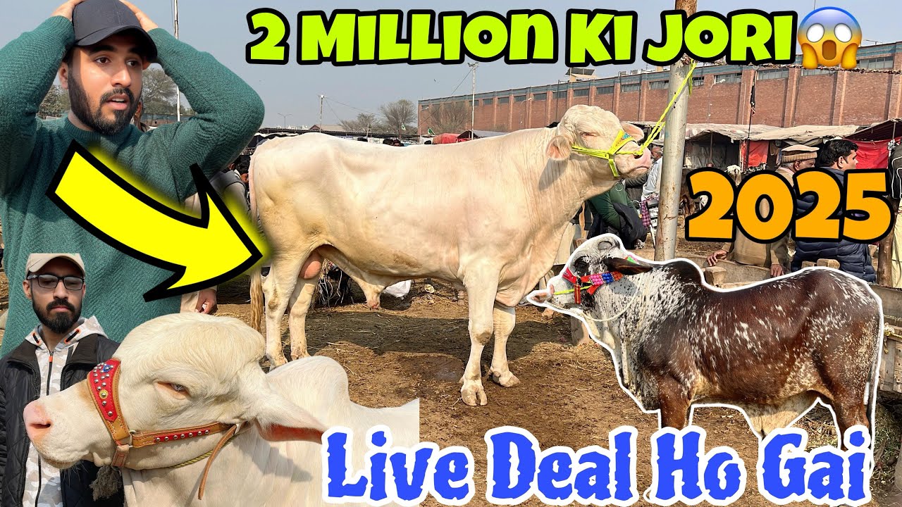Live Deal 2 lakh 90 Hazar || 2 Million Ka Biggest Bull Bhi A Gay || Shahpur Kanjra Mandi Lahore 2025