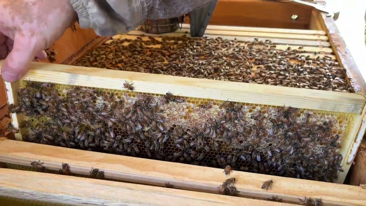 Mid Summer Long Hive Inspection
