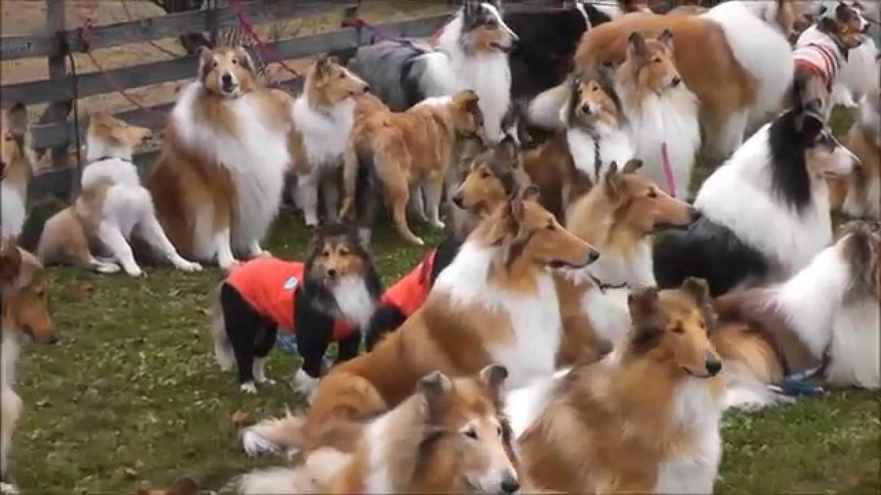 Rough Collie meeting in Japan :  山中湖オフ会 in Woof No.1　2015.11.12