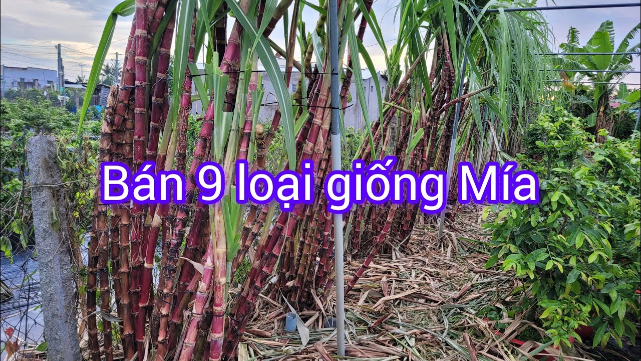 Bán 9 loại giống Mía, giá từ 8k đến 30k (bao ship cho đơn hàng từ 150k)