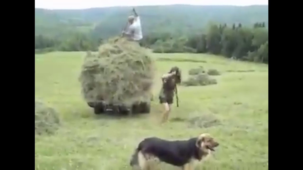 Ljepotica i sijeno