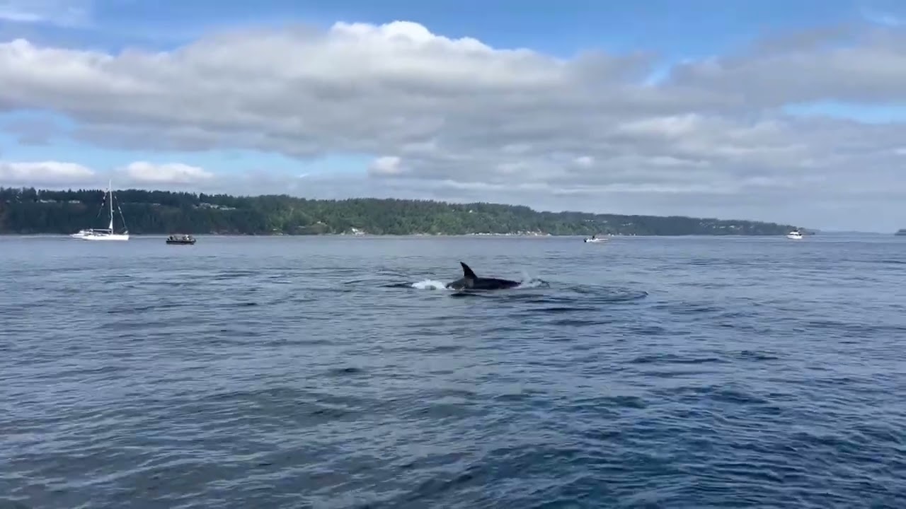 Biggs Orca T137s & T37s, 17 September 2023 off Point Defiance clay banks, WA