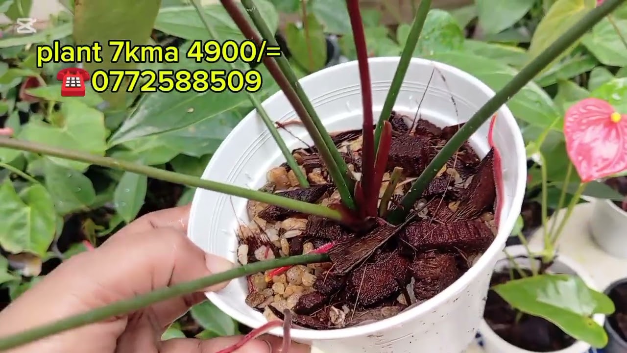 2026.01.13 🥰ප්ලාන්ට් 7ම 4900/=🥰🥰☎️0772588509☎️
