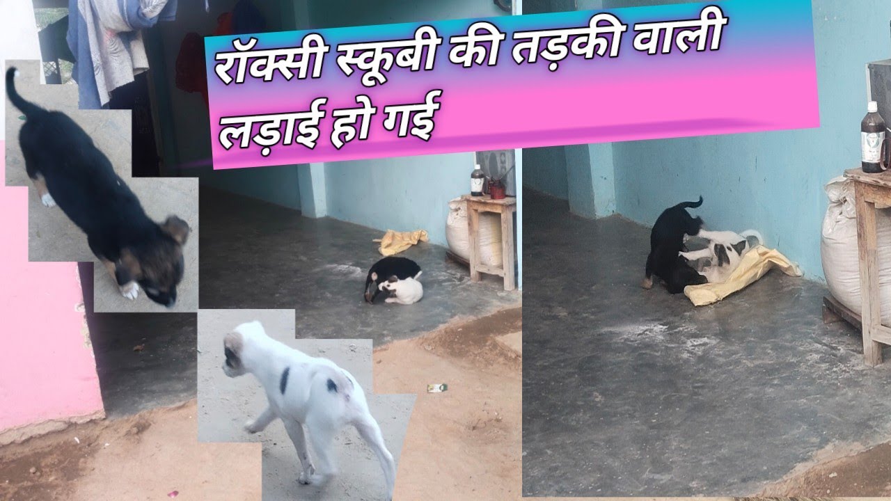 रॉक्सी स्कूबी की तड़की वाली लड़ाई हो गई 🤣🫵😮 @Poojaroyvlogs-e2r 