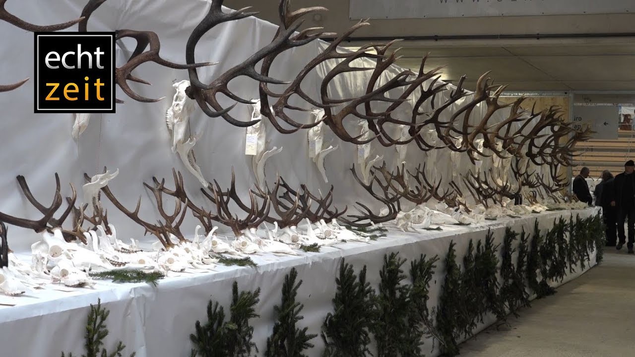 Trophäenschau Jagdbezirk Leoben