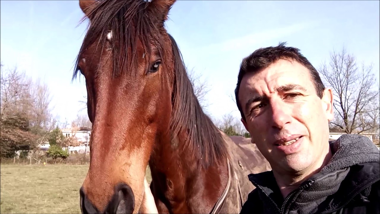 SAUVETAGE CHEVAUX 
