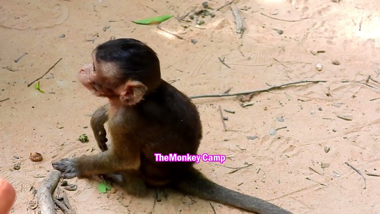 Cute baby monkey