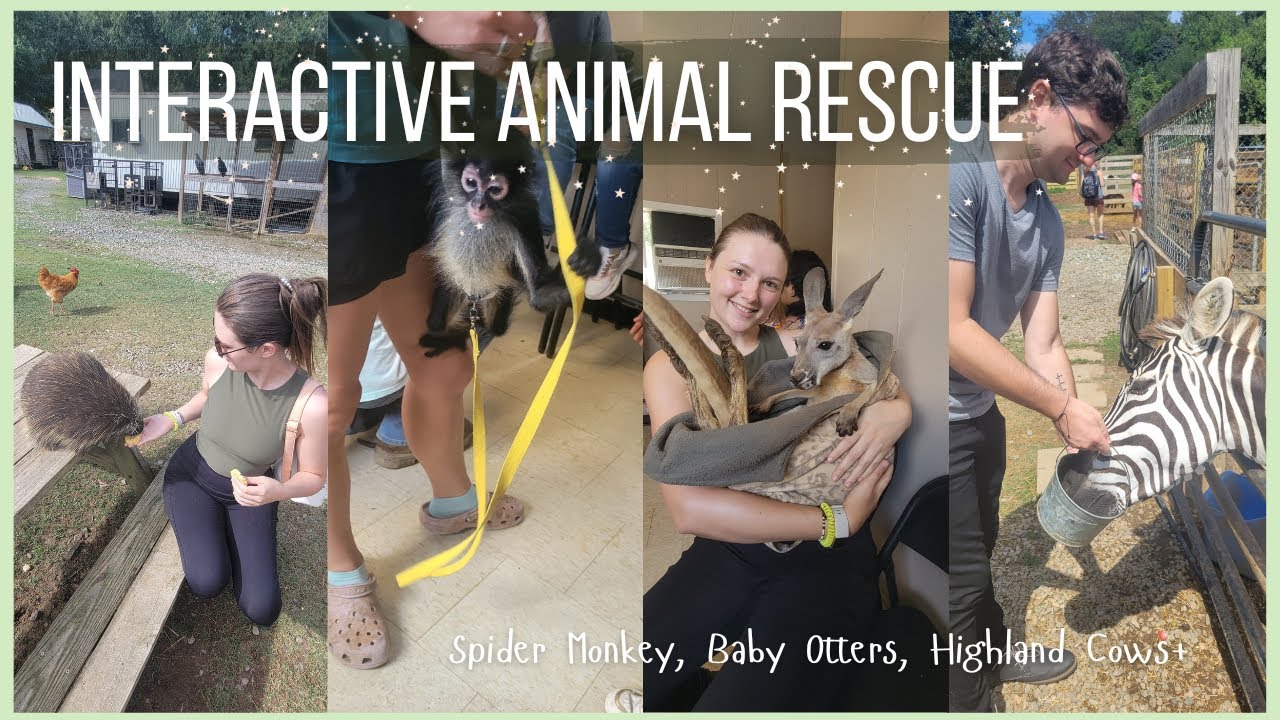 INTERACTIVE ANIMAL RESUCE | Darby Safari | Spider Monkey, Baby Otters, Highland Cows+