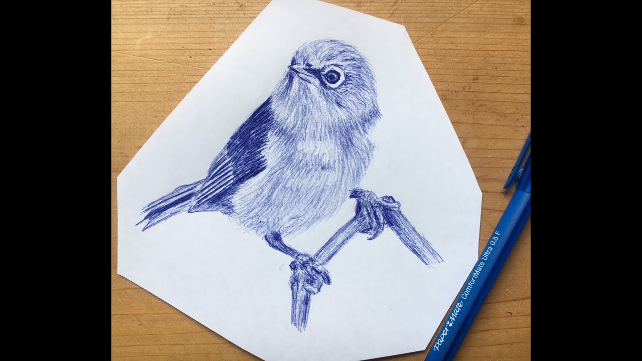 Silvereye Bird. Silvereye Simple, Easy, Basic, Line Drawing of a Silvereye Bird