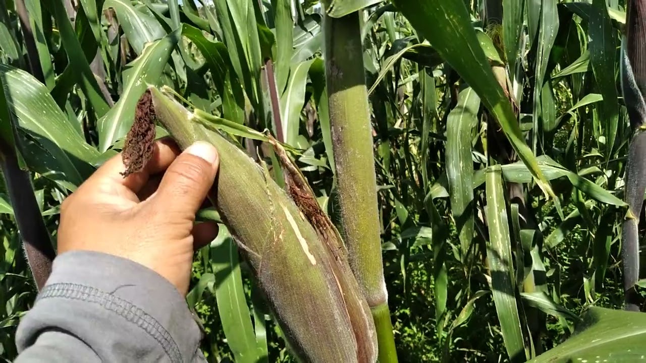 ¿como saber cuando un elote ya está listo para consumir? #cerolabranza 🌽🌽🇲🇽