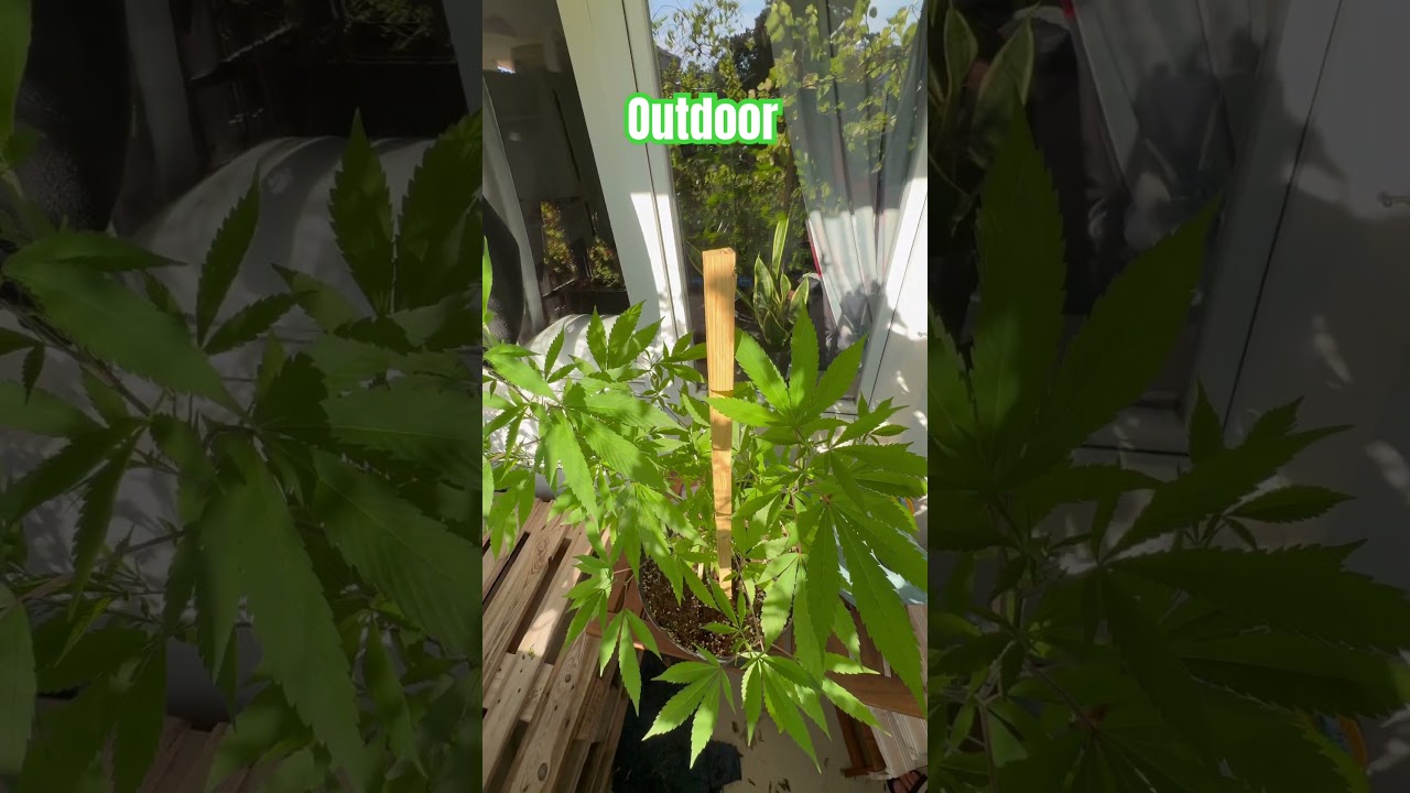 Outdoor Update Cannabis #cannabiseducation #pot #dope #shortvideo #shorts #viral #viralvideo #reels