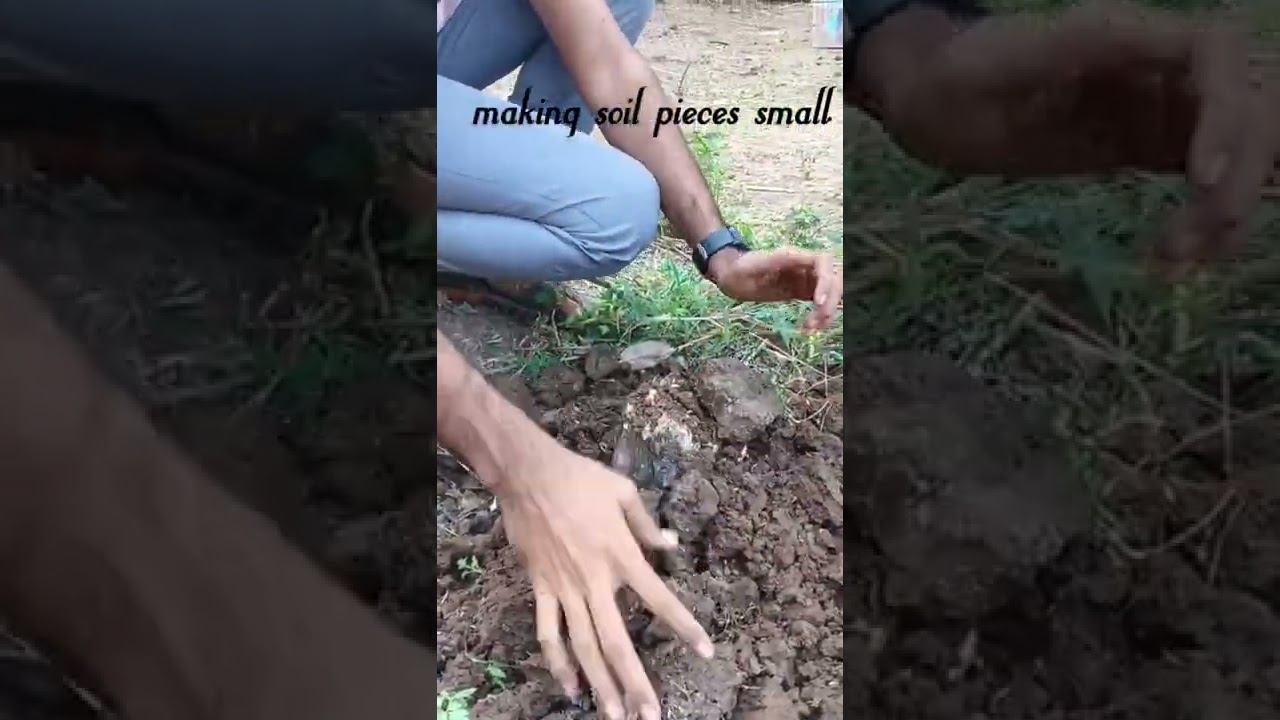 ALC - BOTANY: STUDENT PROJECT- MOUND LAYERING