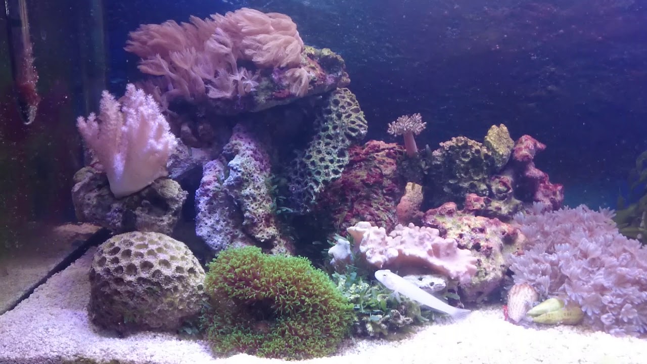 Mein Meerwasser Aquarium 112 Liter Technik