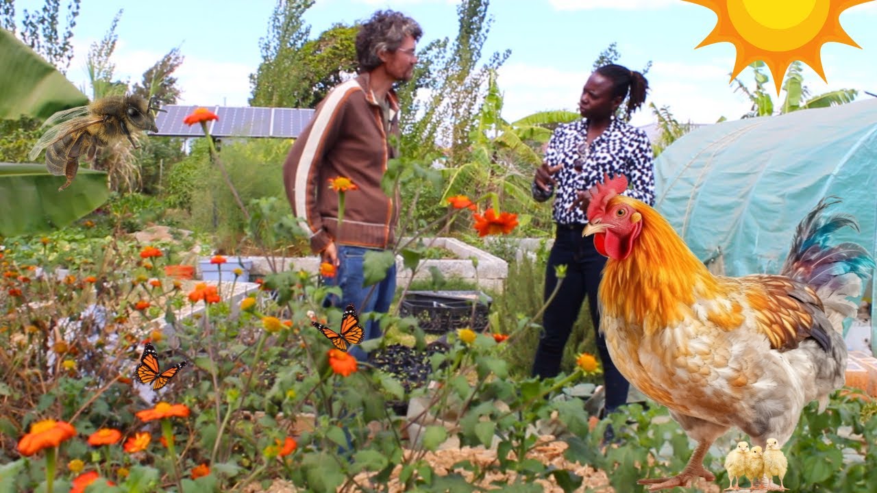 Self Sufficient On A Half Acre Plot, In Urban Lusaka | Eco-friendly Living | Back to Basics Organics