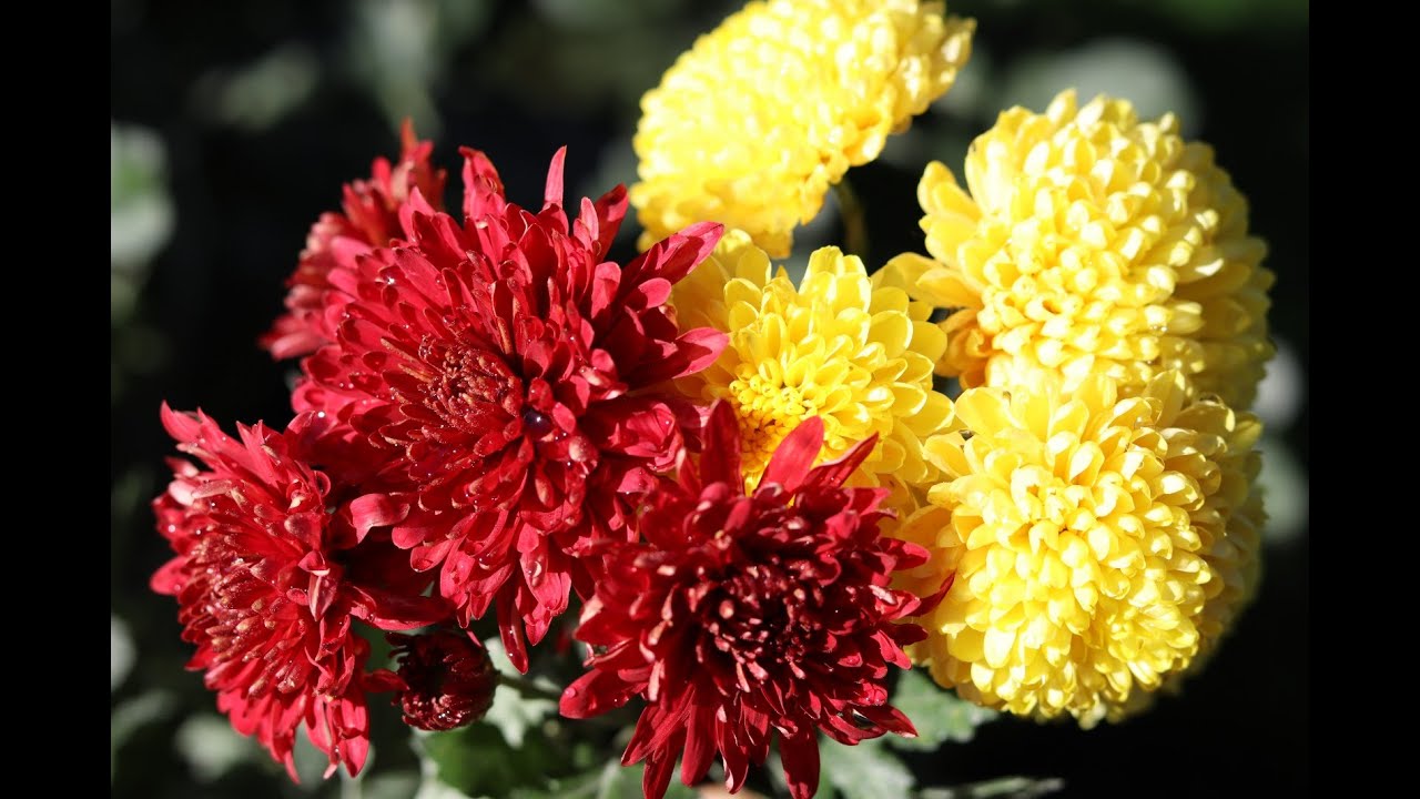 Il mio stupendo giardino. Autunno 2022. Fiori di Crisantemo, Dahlia, Rose. Musica rilassante. Relax
