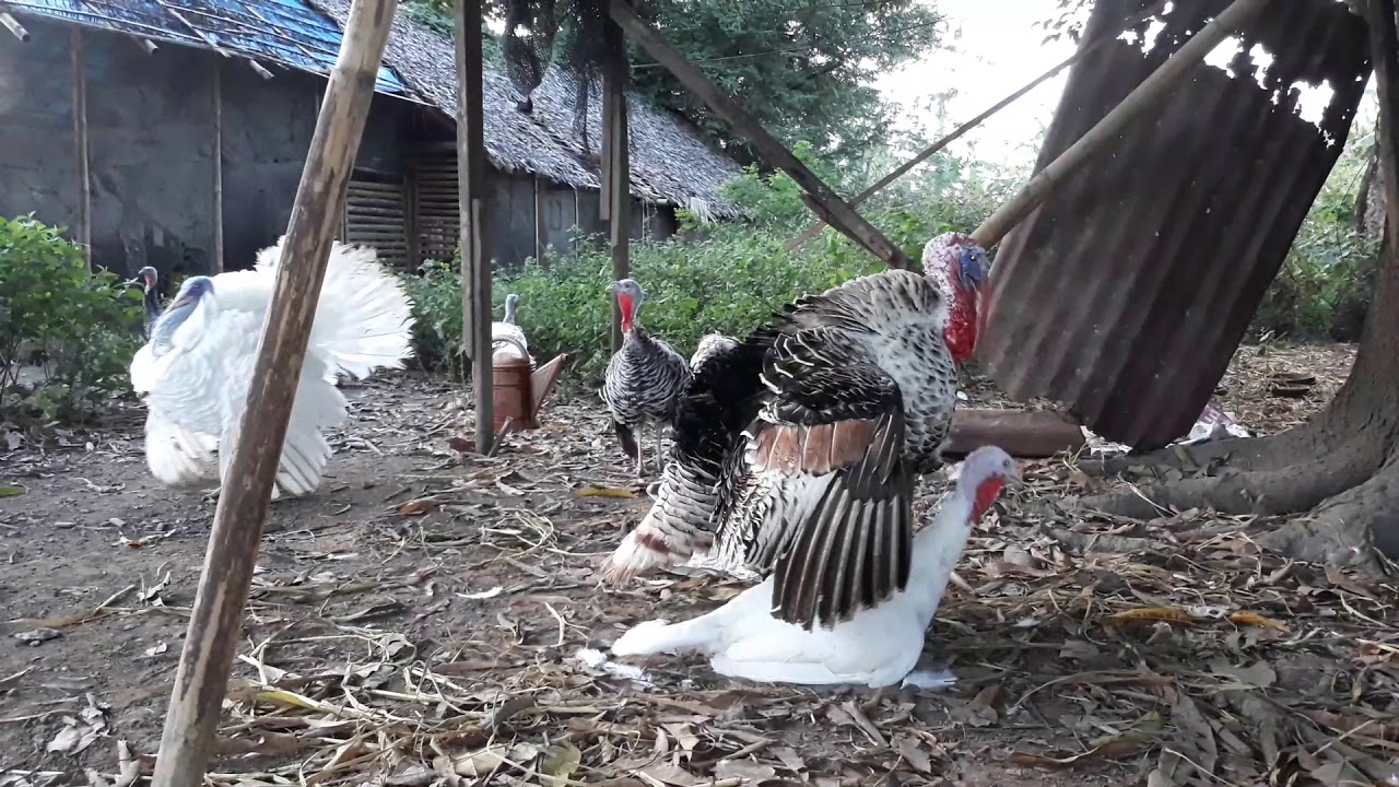 Turkey Mating