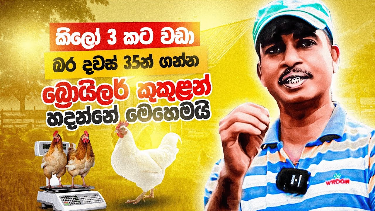 කිලෝ 3.2ක් බර බ්‍රොයිලර් කුකුළන් හදන්නේ මෙහෙමයි | Milmolac | Broiler Chicken Sri Lanka