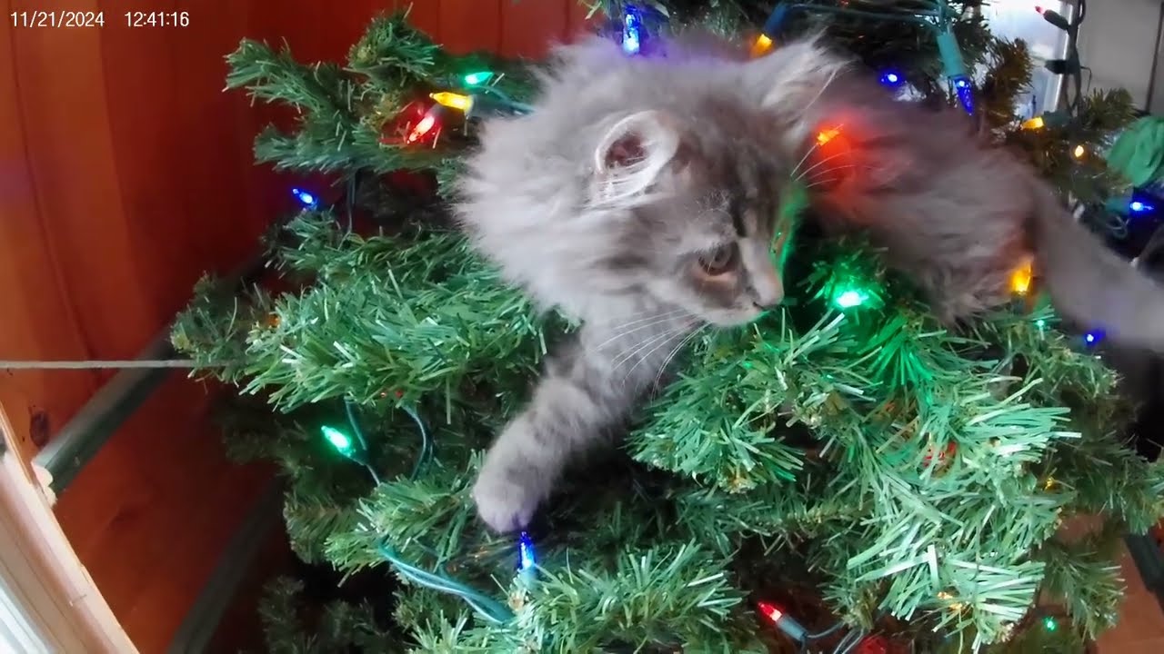 Kitten In Our Christmas Tree