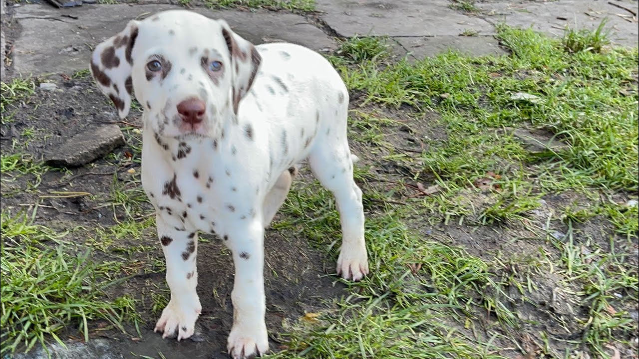 Vlogmas day 4 | Lily’s puppies get a new toy