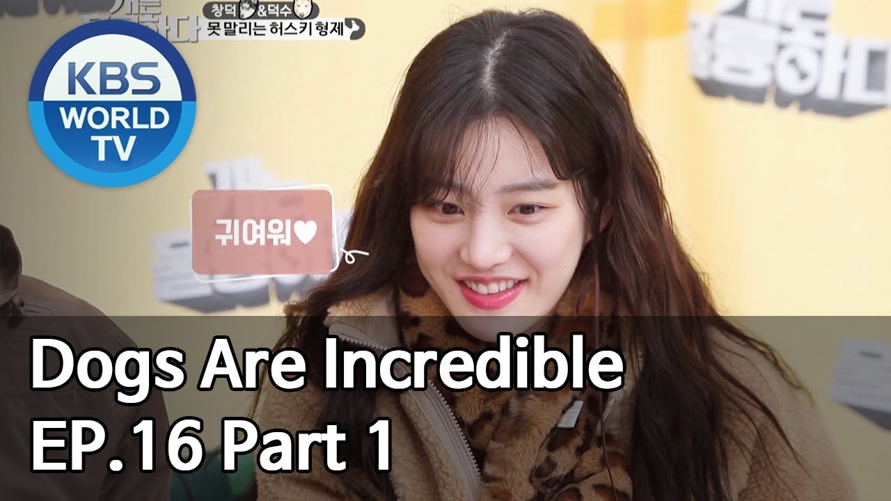 Dogs are incredible | 개는 훌륭하다 EP.16 Part 1 [SUB : ENG/2020.03.10]