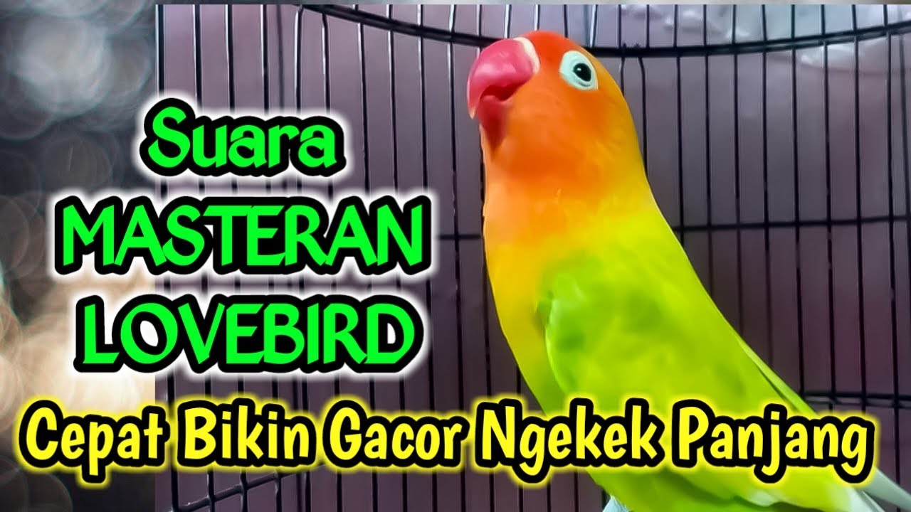 Suara Masteran Lovebird Ini cepat Bikin Lovebird Lain GACOR dan Ngekek Terus Gak Bisa Diam.