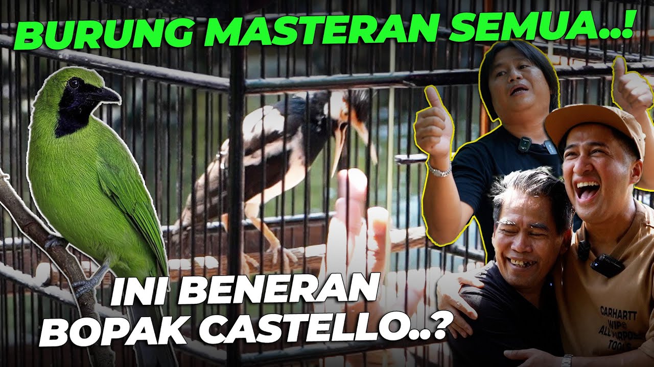 HAHH..! BOPAK CASTELLO BAWAIN BURUNG MASTERAN..? SERIUS INI..
