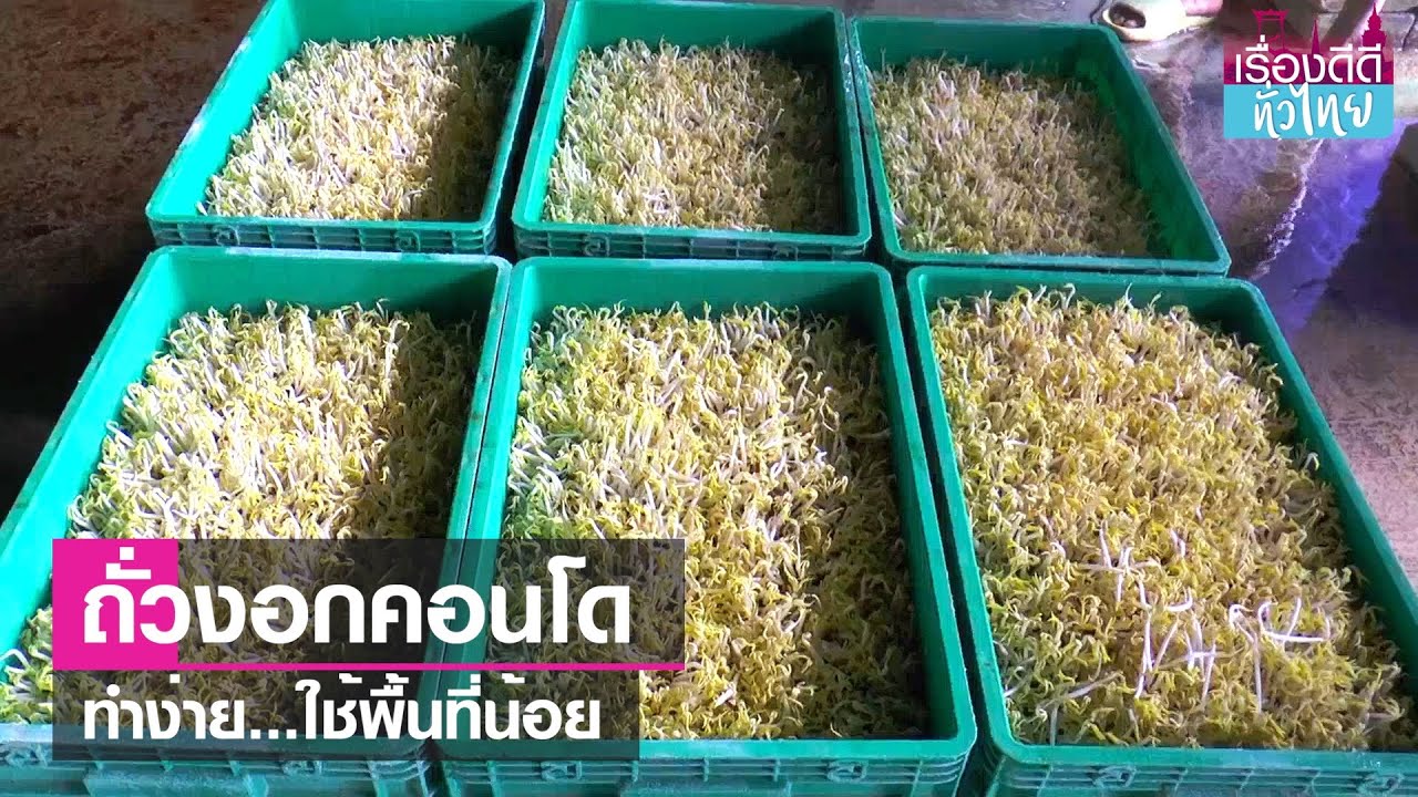 เพาะถั่วงอกคอนโด ทำง่ายใช้พื้นที่น้อย  | เรื่องดีดีทั่วไทย | 21-7-66