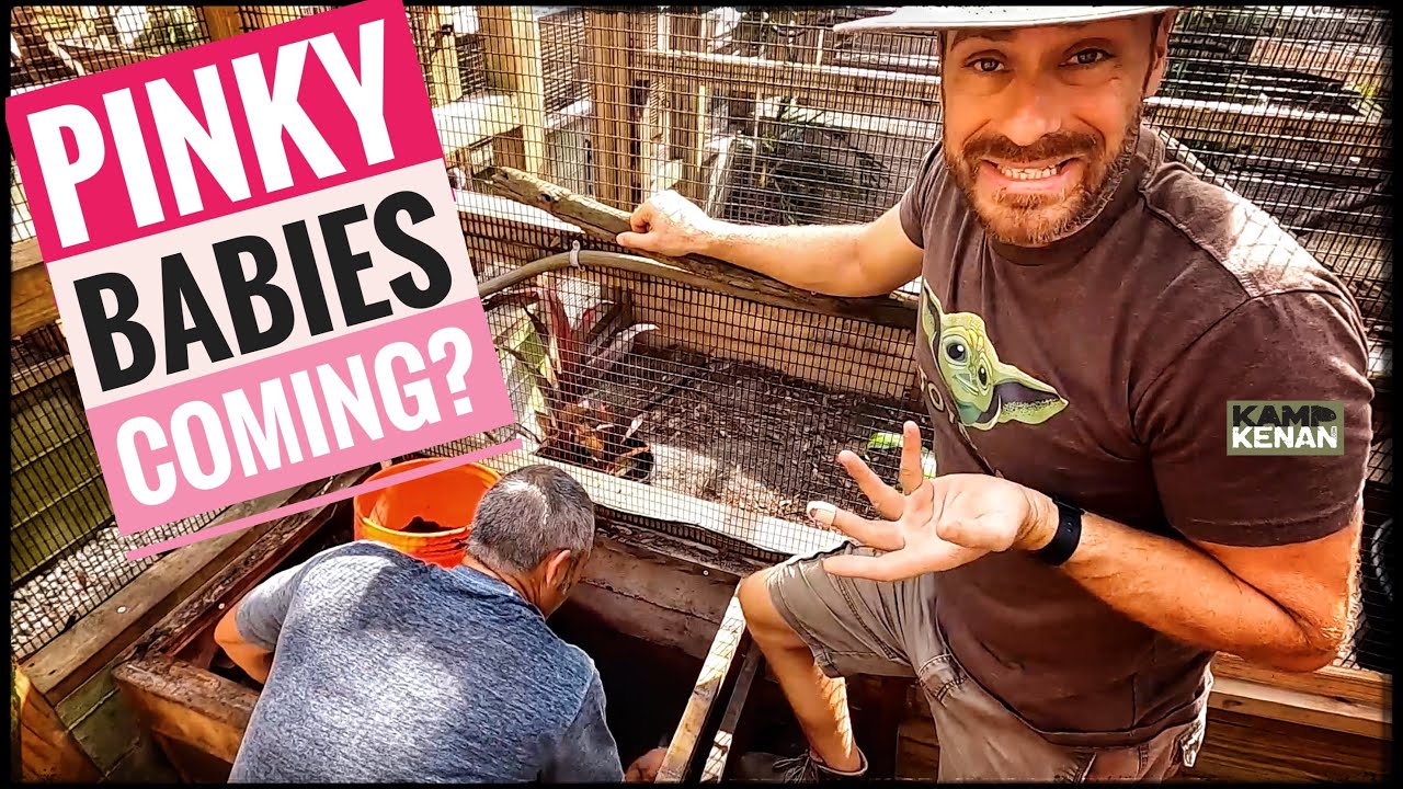 Pinky Laid Eggs at Jerry's House!