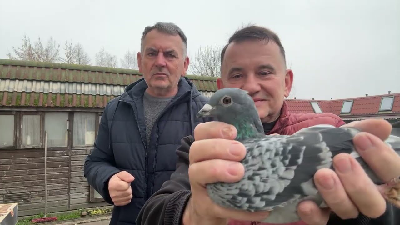 Gołębie od 5 Mistrz Polski kat C Kamil i Karol Kubiccy linia Huriccan 51 do rozpłodu 513016809