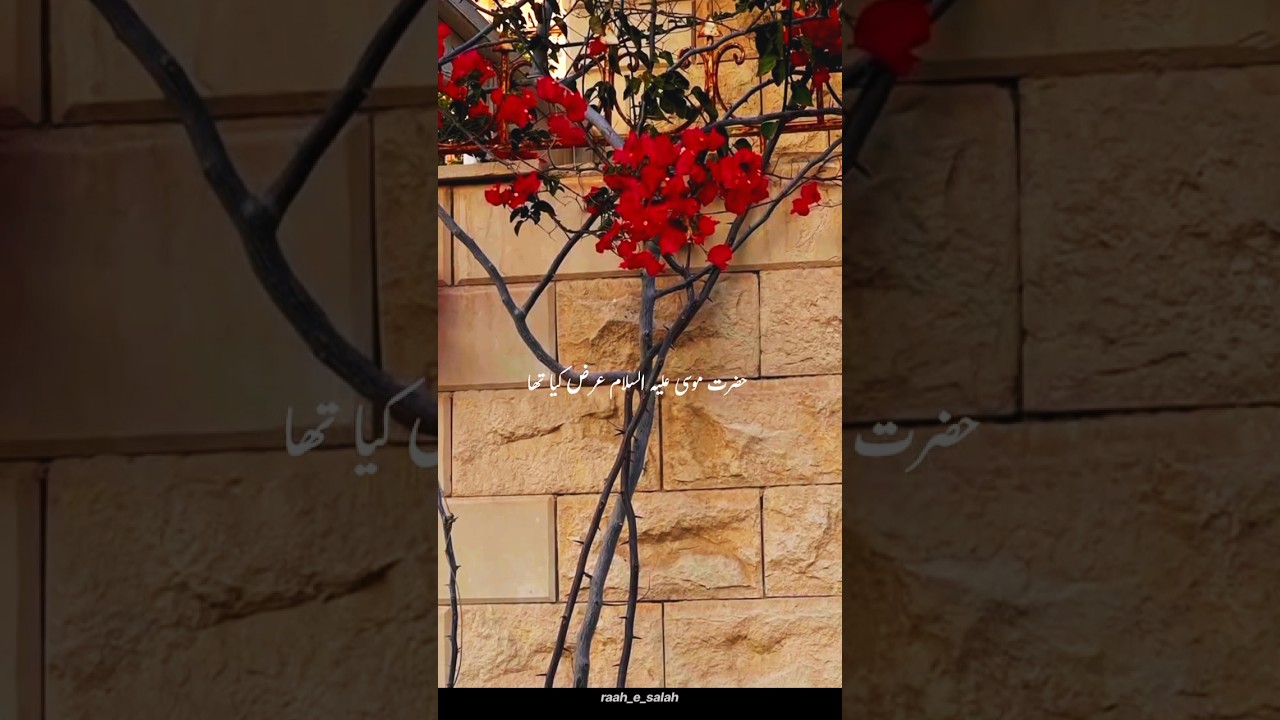 peer ajmal raza qadri @MuhammdAjmalRazaQadriOfficial #bayan #shorts  #ajmalrazaqadri #islamic