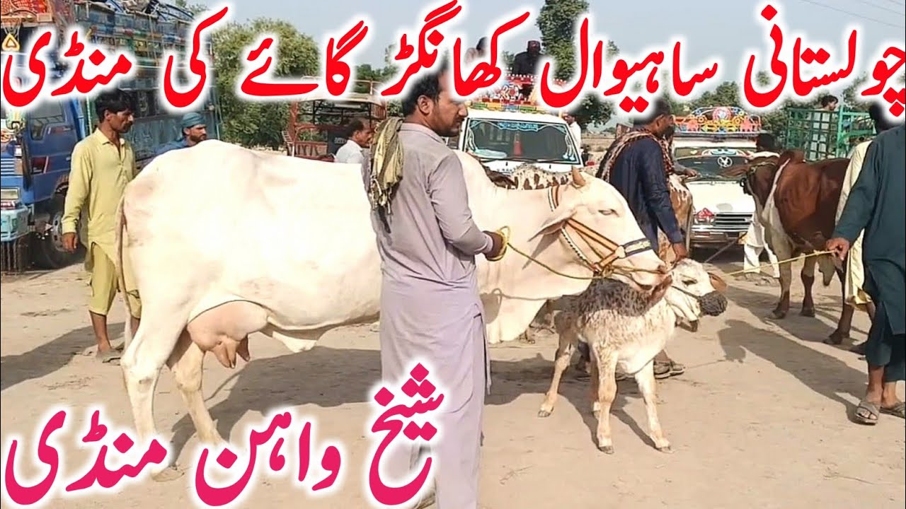 Sheikhwahan Cow Mandi | Cholistani & Sahiwal Khanger Cow | Bachu Wali Best Breeder Cows 2025