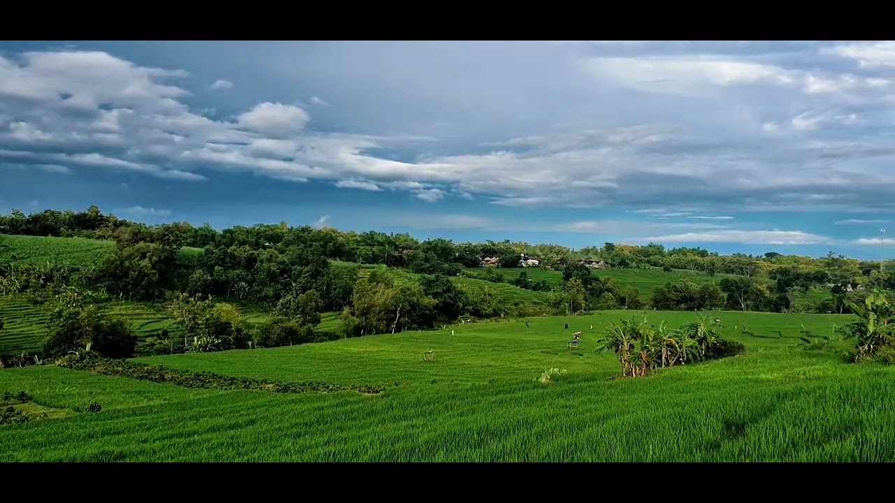 Pemandangan sawah yang indah dan subur 🥰