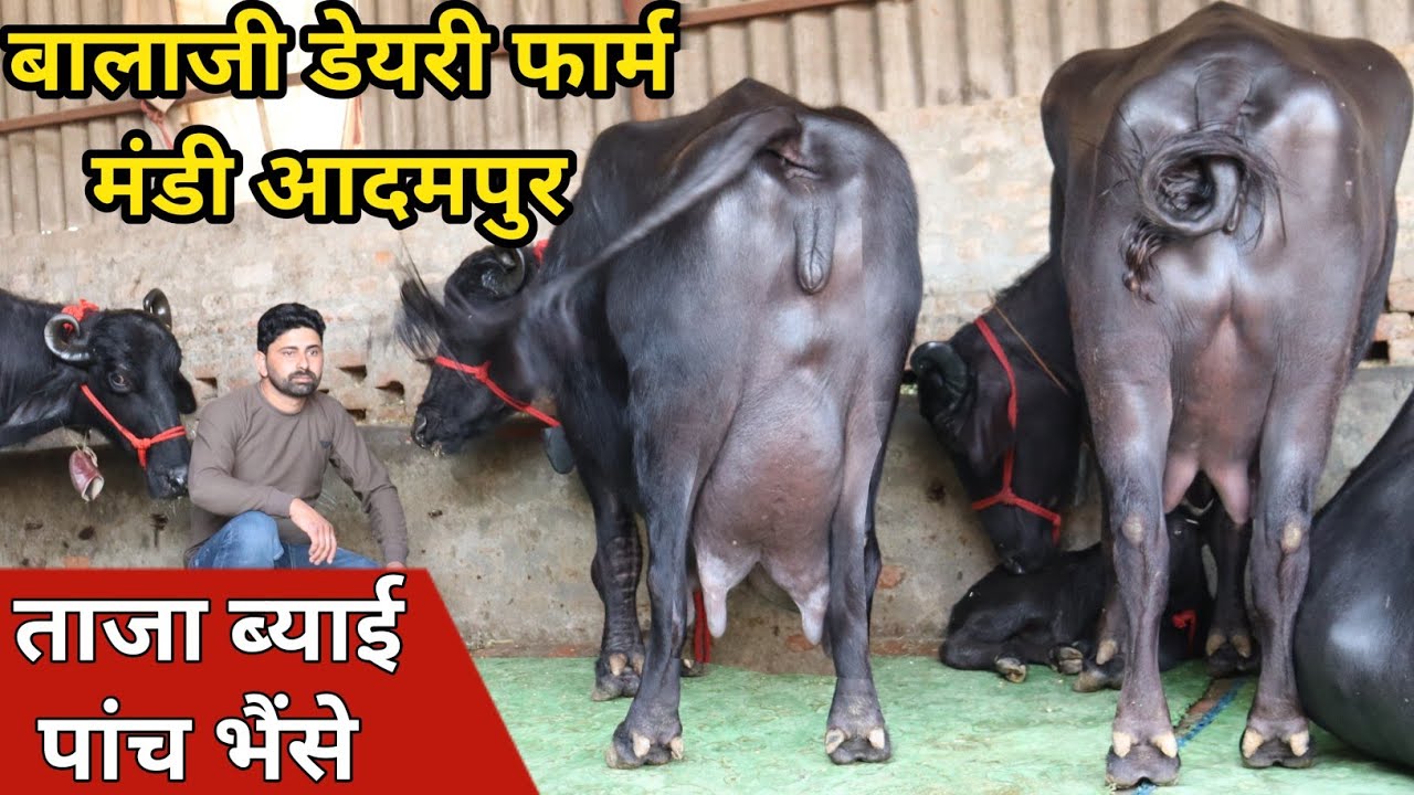 ताजा ब्याई पांच भैंसे, एक ही जगह || Balaji Dairy Farm Adampur (9416081706)