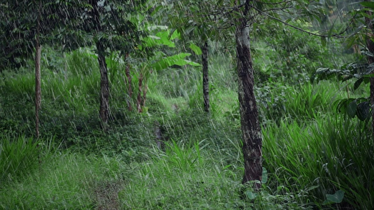 Relaxing Tropical Rainforest Rainstorm 🌧️ White Noise for Sleep & Focus