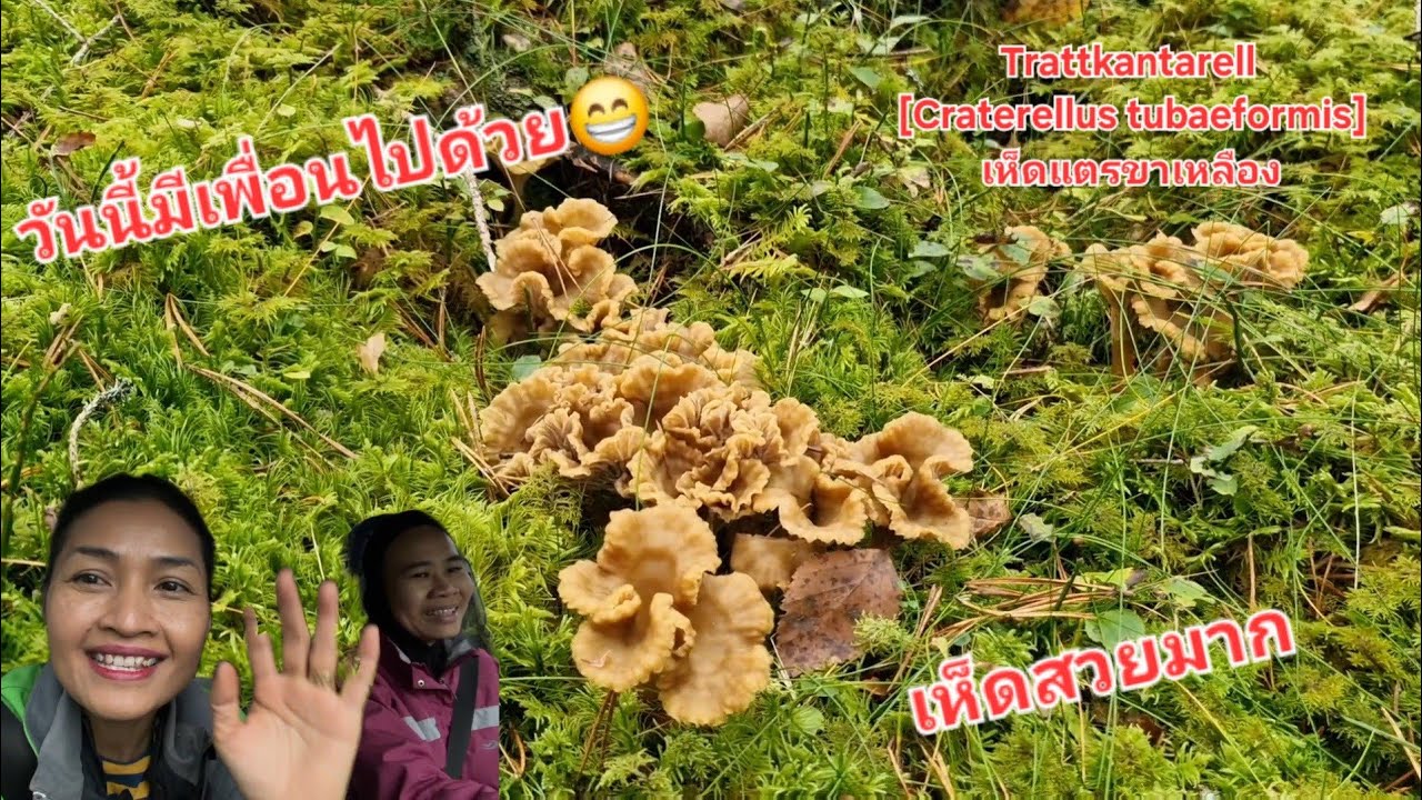 12/10/2025 วันนี้มีเพื่อนเก็บเห็ด เห็ดสวยมาก🤩