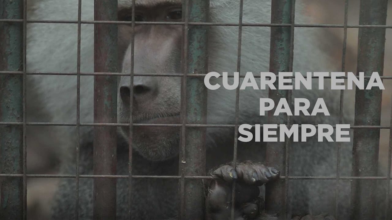 ¿Como es pasar TODA TU VIDA en CUARENTENA? | Zoológico de Córdoba