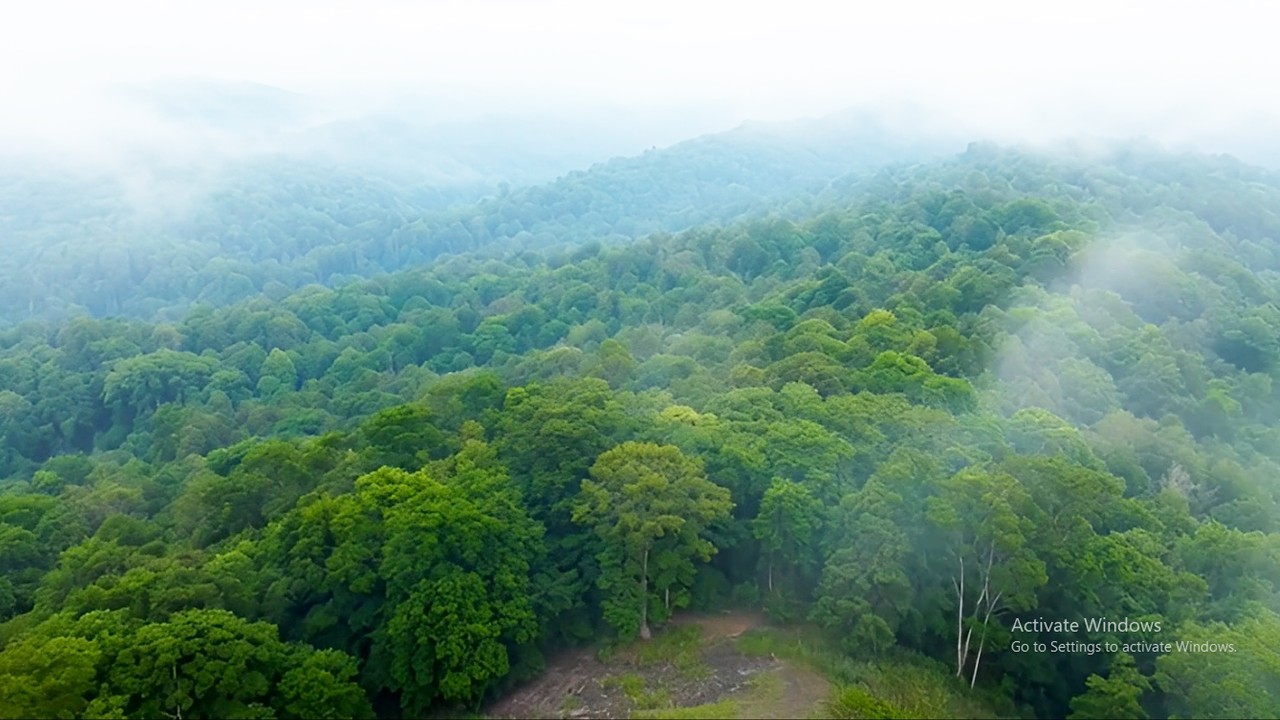 Forest Meditation Music 🌳 Relax Your Mind & Body