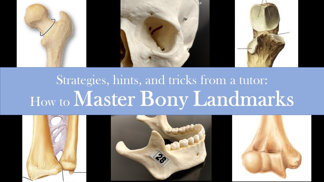 Bone Practical Study Tips: Correct Common Study Mistakes, Understand Vocabulary