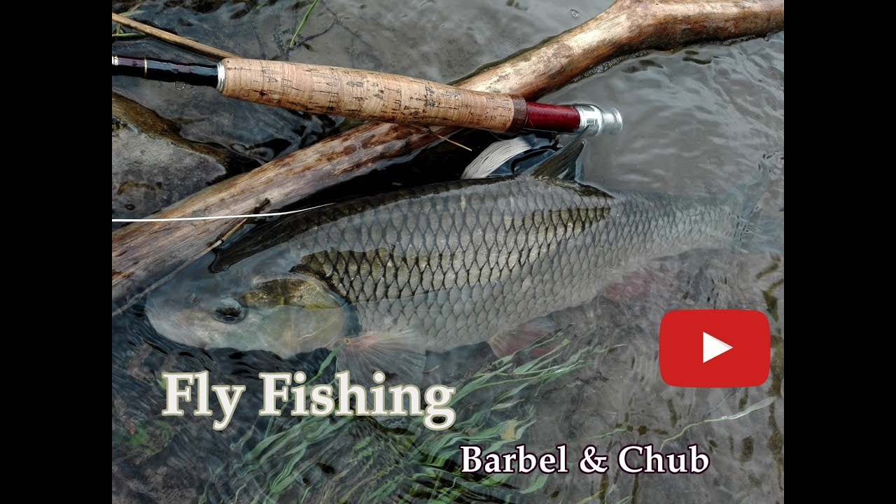 Spring Fly Fishing : Chub & Barbel  | Jarné Muškárenie