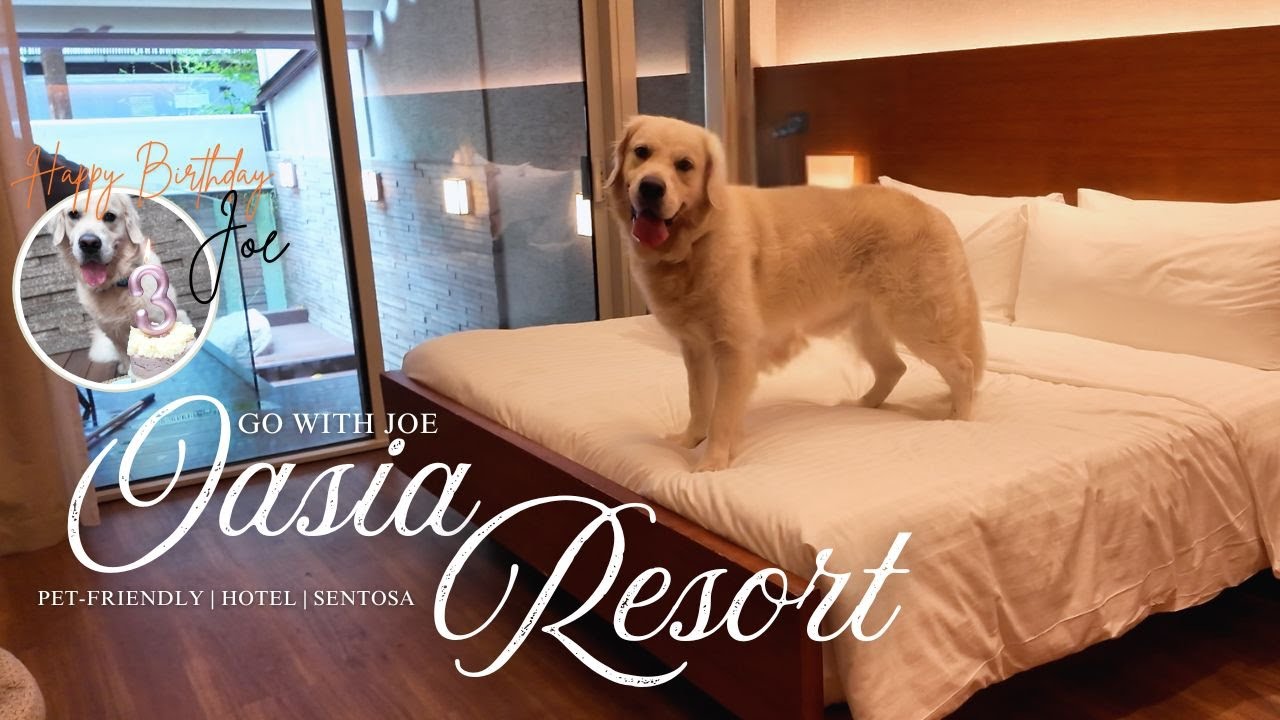We Threw Our Dog a 5-Star Birthday Staycation | Oasia Resort