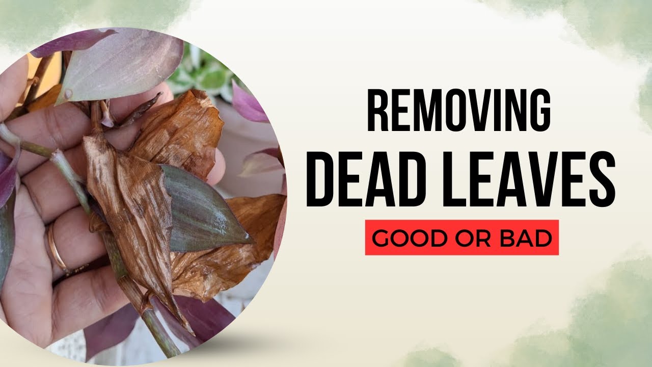 Why Removing Dead Leaves is the SECRET to Thriving Plants? #brownleaves #deadleaves