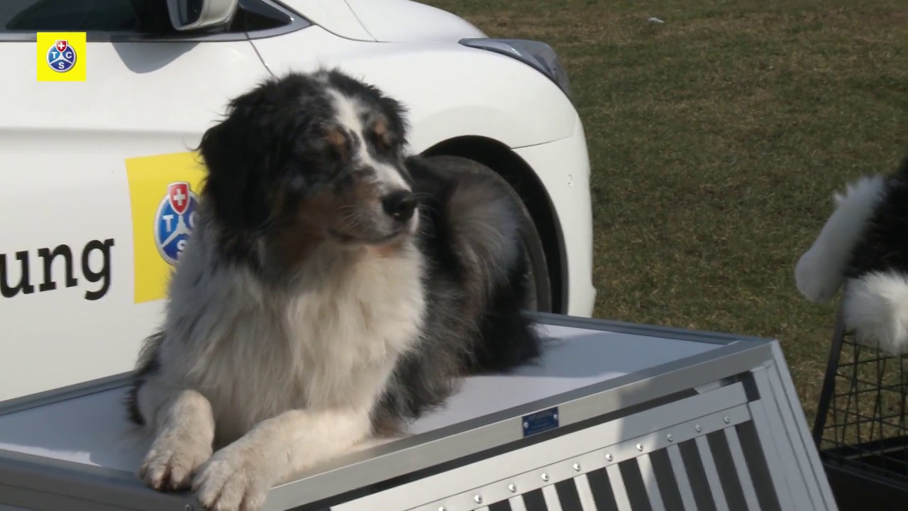 Test box per cani