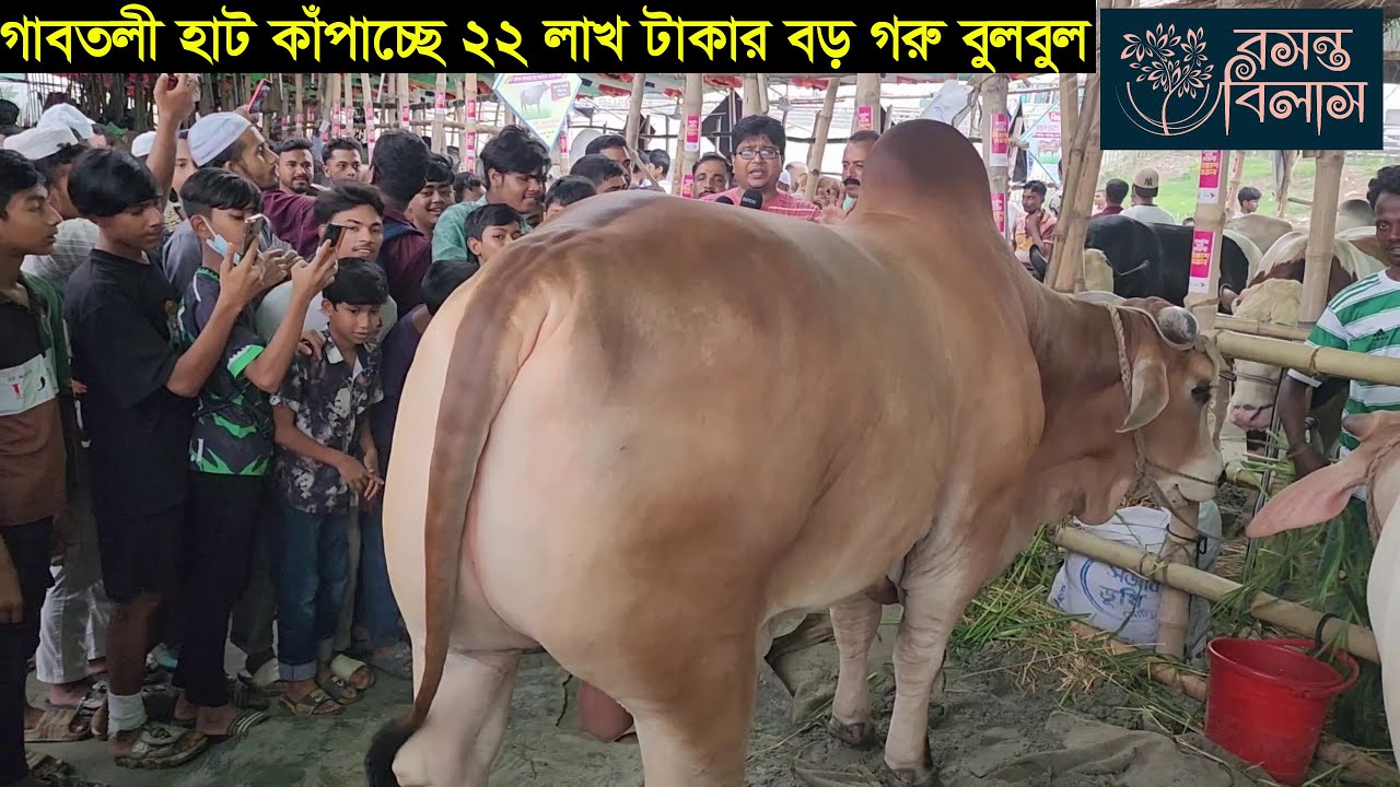 2025 ঈদে গাবতলী হাট কাঁপাচ্ছে ২২ লাখ টাকার বড় গরু বুলবুল Gabtoli gorur haat 2025