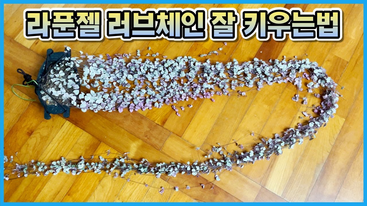 러브체인 길게 잘 키우는법&가장 안전하게 러브체인 번식하기!!