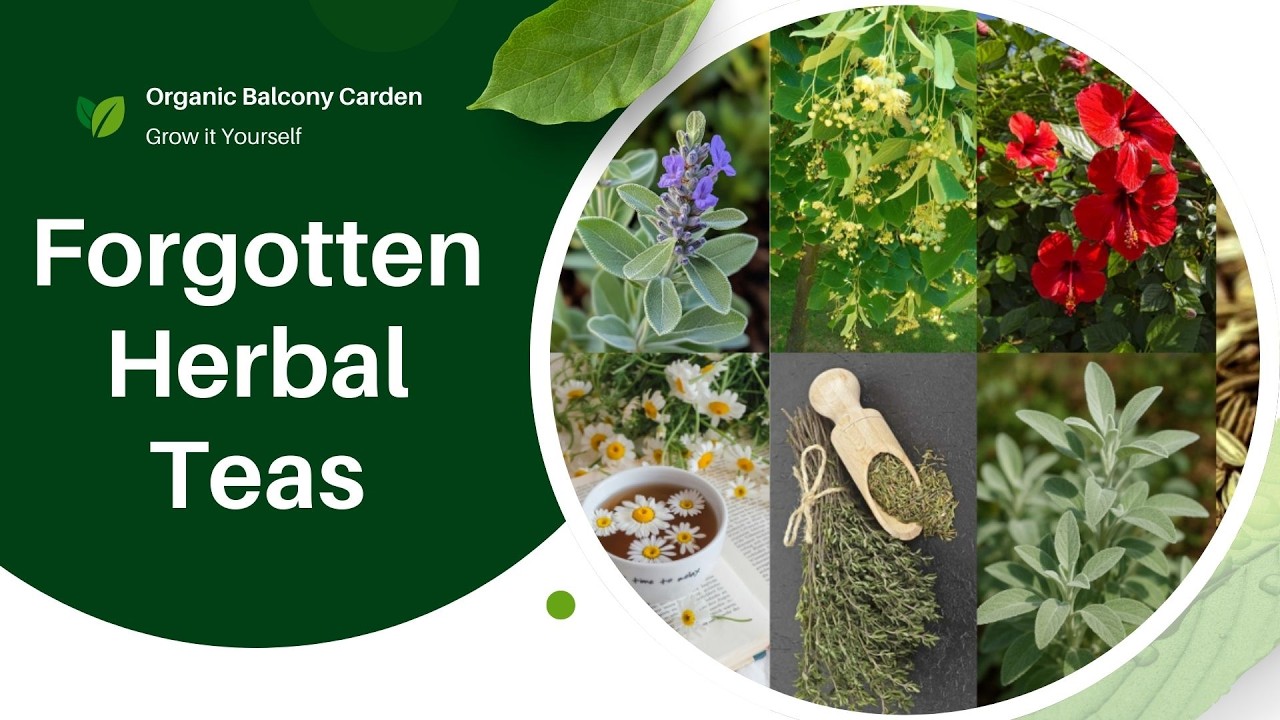 10 Ancestral Herbal Teas Your Grandmother Knew That Can Change Your Health