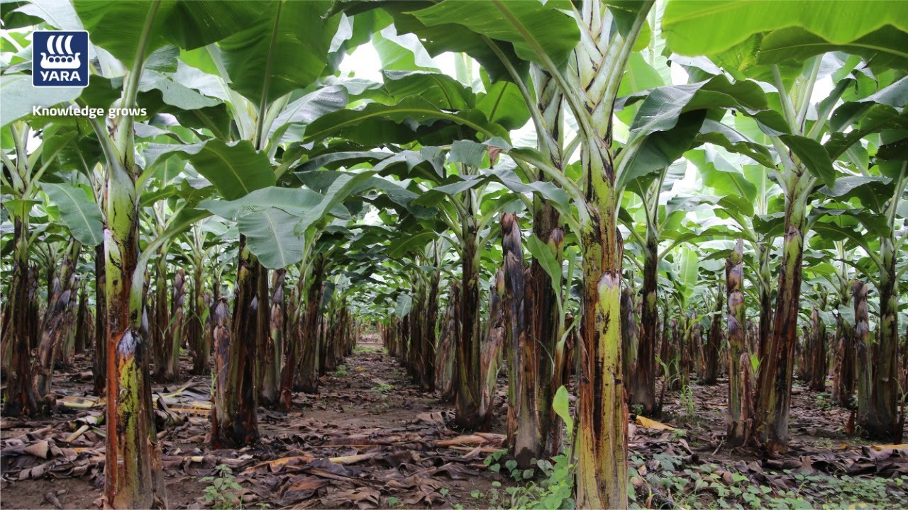 Seminario Internacional del cultivo de Banano (Dia 2)