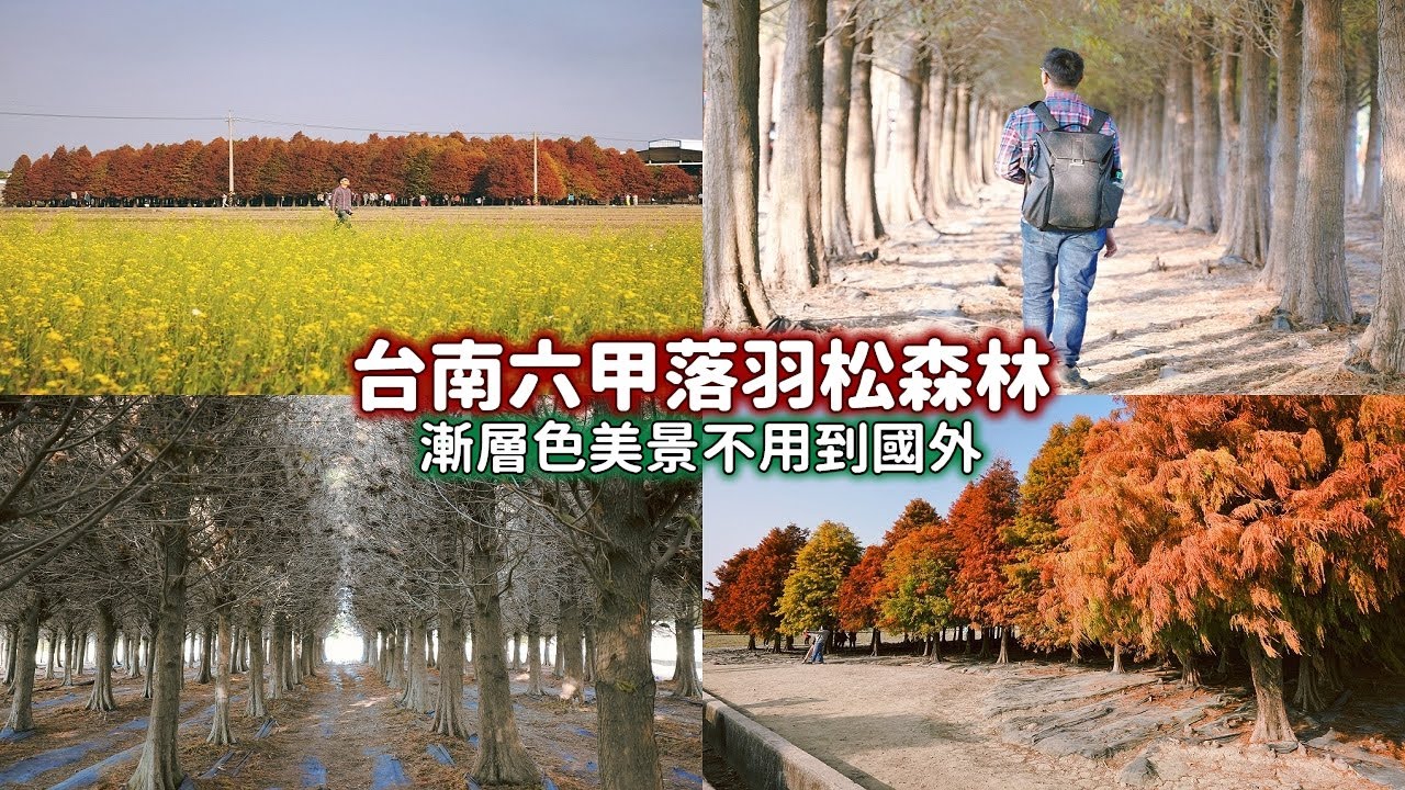 台南六甲菁埔埤羽松就在林鳳營車站附近走路20分鐘即可到達，沒車也可以來到這佔地廣闊的漸層色森林