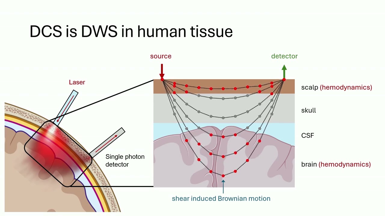 What is diffuse correlation spectroscopy?