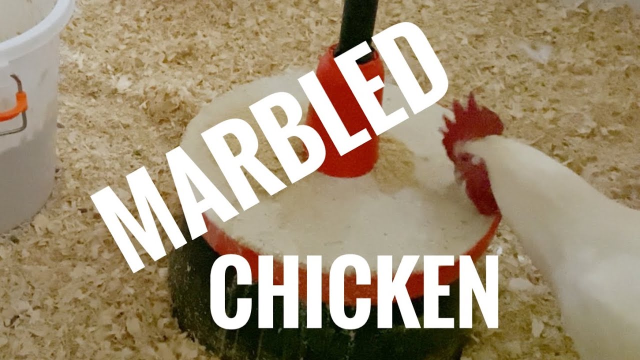 What do I feed my American Bresse roosters?