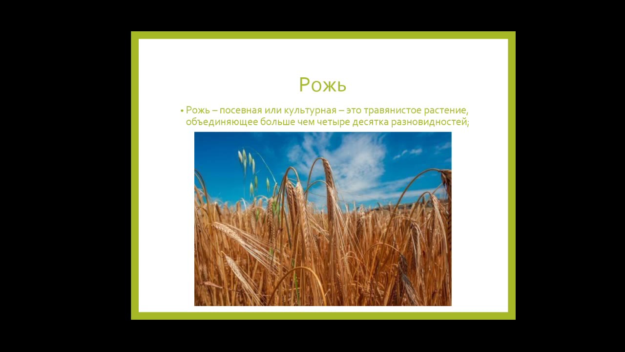 Лекция_ Семейство Злаковые Poaceae